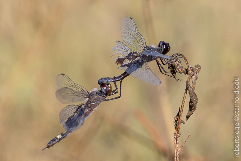 emily renzel wetlands